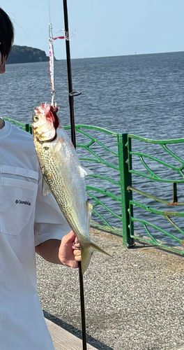 コノシロの釣果