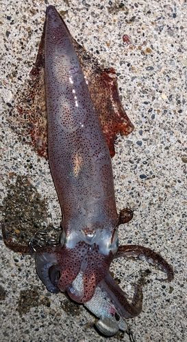 マメイカの釣果