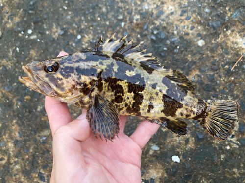 タケノコメバルの釣果