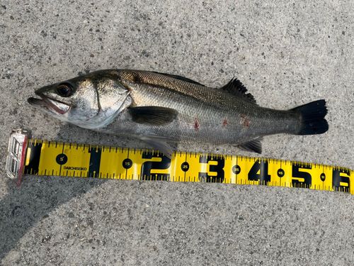 フッコ（マルスズキ）の釣果