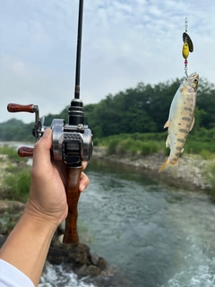 ヤマメの釣果
