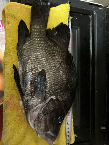 ヒゲダイの釣果