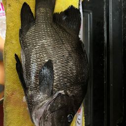 ヒゲダイ