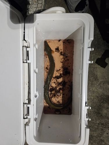 ウナギの釣果
