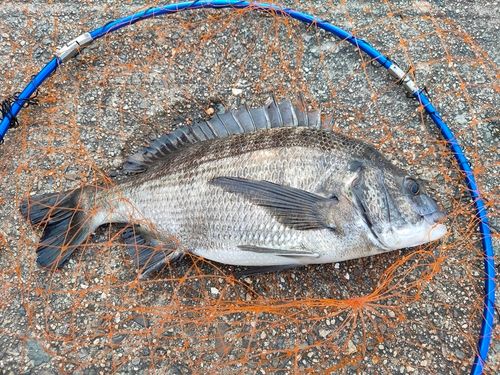 クロダイの釣果