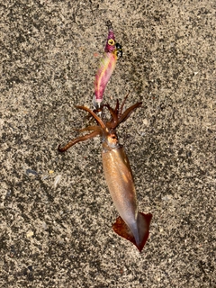 イカの釣果