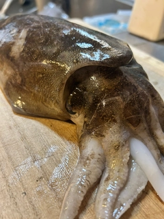 モンゴウイカの釣果