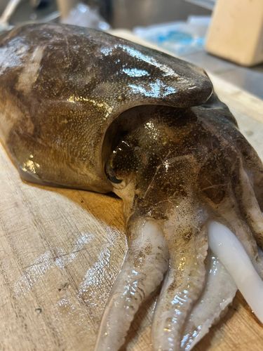 モンゴウイカの釣果