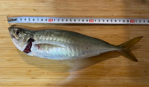 マアジの釣果