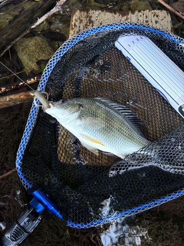 キビレの釣果