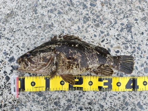 タケノコメバルの釣果