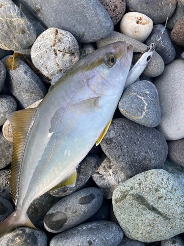 ショゴの釣果
