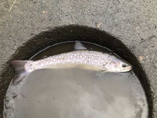 アメマスの釣果