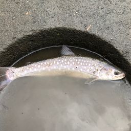 アメマス