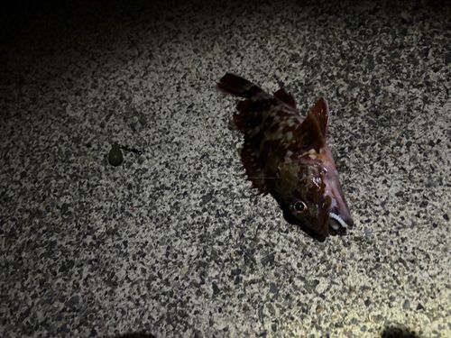 カサゴの釣果