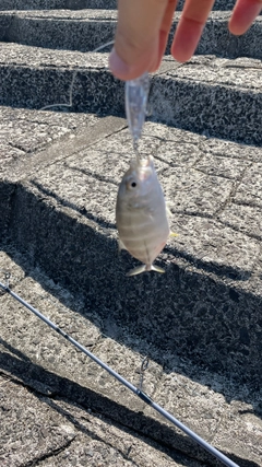 メッキの釣果