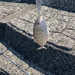 メッキ