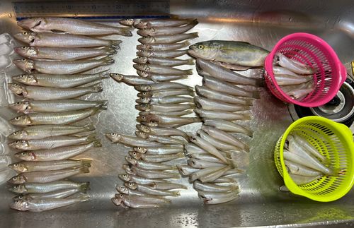 キスの釣果
