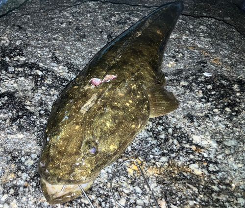 マゴチの釣果