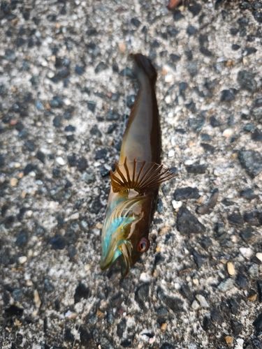 アナハゼの釣果