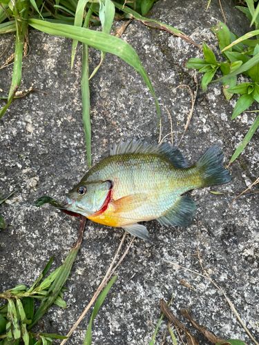 ブルーギルの釣果