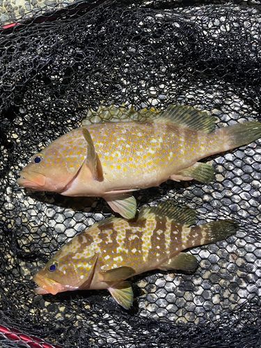アコウの釣果