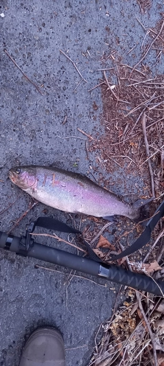 ニジマスの釣果