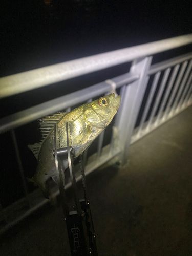 セイゴ（マルスズキ）の釣果