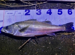 シーバスの釣果