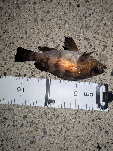 クロメバルの釣果