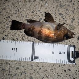 クロメバル