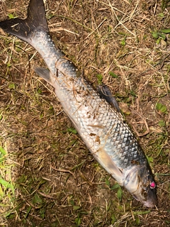 ニゴイの釣果