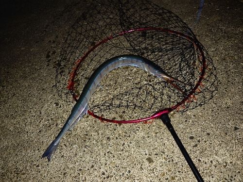 ダツの釣果