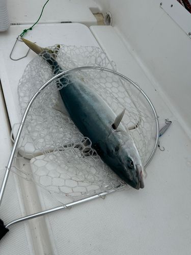 ワラサの釣果