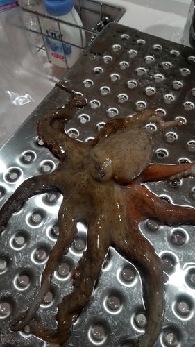 マダコの釣果