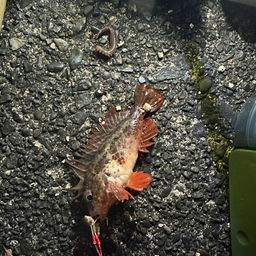 カサゴ
