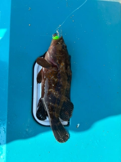 キジハタの釣果