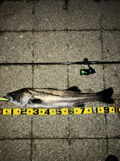 シーバスの釣果