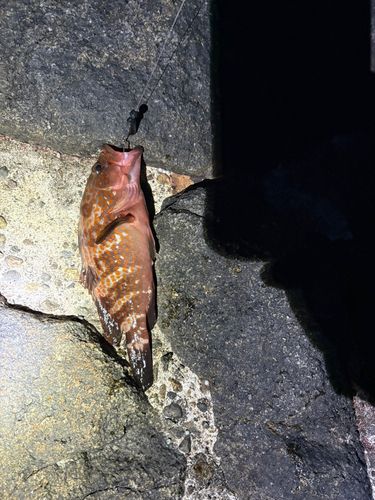 キジハタの釣果