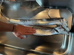 タチウオの釣果