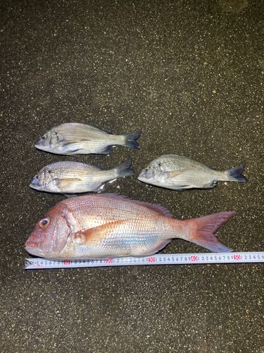 チヌの釣果