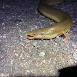 ウナギ