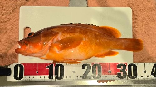 アカハタの釣果