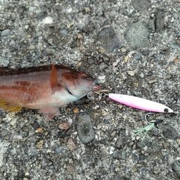 アカササノハベラ