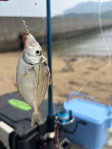 ヒイラギの釣果