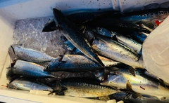 メジカの釣果