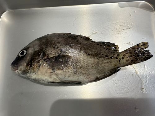 チヌの釣果