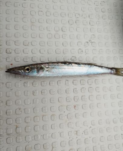 カマスの釣果
