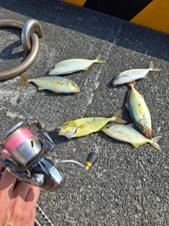 カンパチの釣果