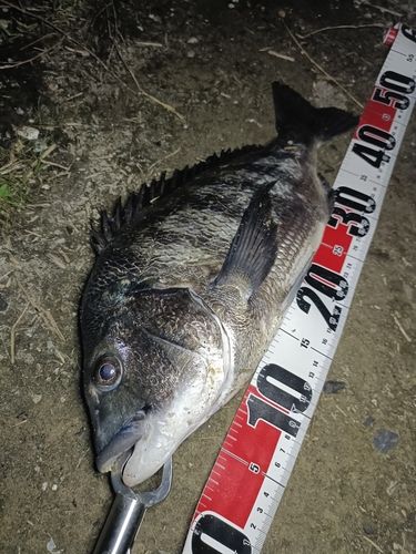 チヌの釣果